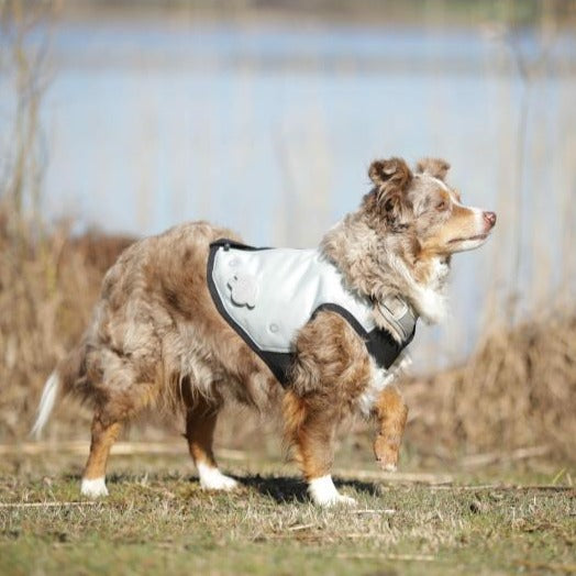 cani.cool Gilet di raffreddamento grigio