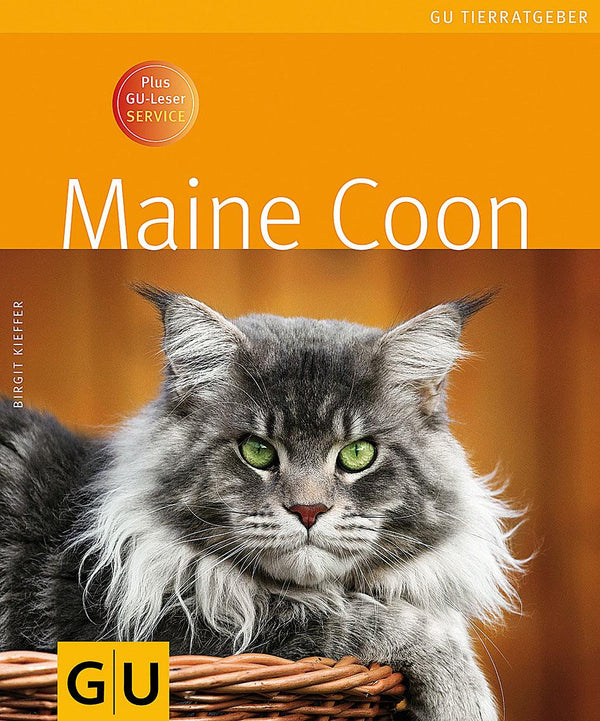 GU Maine Coon